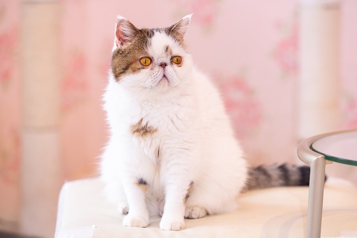 【公式】猫カフェ猫ちゃんといっしょ　ネット予約 logo